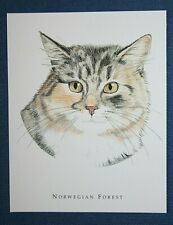 Norwegian forest cat for sale  DERBY