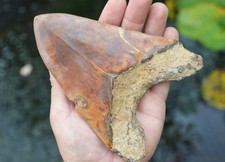 Beautiful 5.85 megalodon for sale  UK