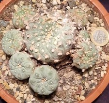 Ariocarpus texensis caespitosa usato  Baranzate