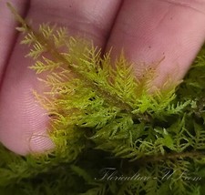 Thuidium delicatulum fern for sale  Niagara Falls
