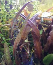 Aquarienpflanzen wasserkelch c gebraucht kaufen  Düsseldorf