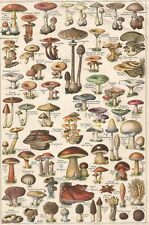 Planche champignons d'occasion  Étrœungt