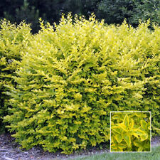 Gold privet ligustrum for sale  UK