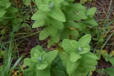 Apple mint live for sale  Douglas