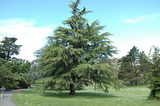 Cedrus deodara deodar for sale  NEWRY