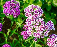 1200x sweet william for sale  DEWSBURY