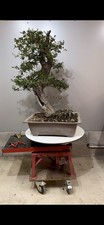 Pre bonsai olivastro usato  Reggello