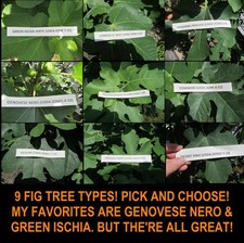 Fig tree cuttings for sale  Long Branch