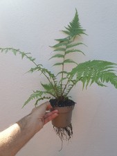 cyathea d'occasion cyathea d'occasion Nice-