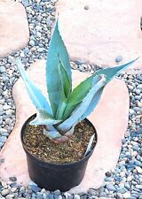 Landscape quality small for sale  Buckeye
