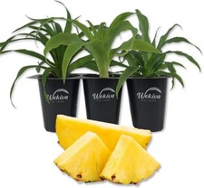 pineapple plant for sale  USA