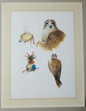 Lambert lanner falcon for sale  LEICESTER