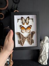 Arrangement schmetterling scha gebraucht kaufen  Wolfsburg
