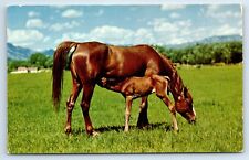 Arabian purebred mare for sale  Washington