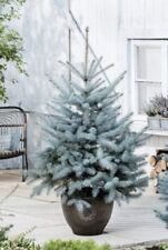Picea pungens blue for sale  SOUTHAMPTON