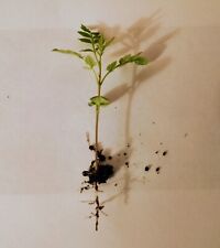 Jacaranda tropical indoor for sale  UK