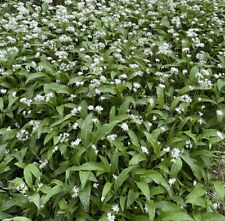 Wild garlic ramsons for sale  TENTERDEN