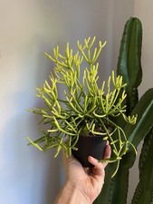 lophophora williamsii for sale lophophora williamsii for sale Lakeport
