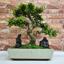 Large chinese elm for sale  LEEDS