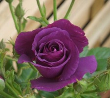 Rhapsody blue fragrant for sale  SANDY