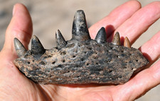Fossil alligator jaw for sale  Tucson