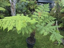 Cyathea cooperi tree for sale  CHELTENHAM