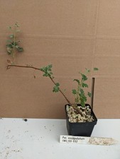 Pelargonium exstipulatum kakte gebraucht kaufen  Stuttgart