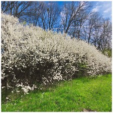 250 blackthorn hedging for sale  NEWTOWNARDS