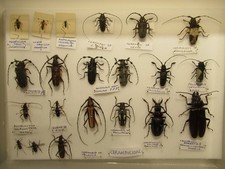 Box specimens tropical for sale Box specimens tropical for sale  WIGTON