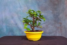 bonsai ficus tree for sale bonsai ficus tree for sale North Fort Myers