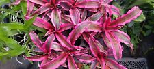 Bromeliad cryptanthus red for sale  Bradenton