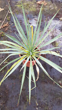Yucca rostrata filamentosa d'occasion  Mont-près-Chambord