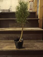 Scotch pine pinus for sale  Morgan