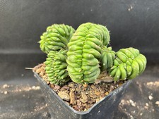 Paca. crest cactus usato  Massafra