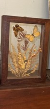 Vintage butterflys dried for sale  York