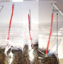 japanese maple bonsai tree for sale japanese maple bonsai tree for sale  BRISTOL