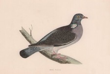 Wood pigeon. morris for sale  LONDON