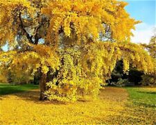 Ginkgo biloba tree for sale  Kennett Square