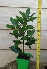 Organic bay leaf for sale  Kilgore