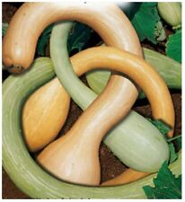 Semi zucca trombetta usato  Roma