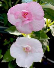 Achimenes glamour 3 d'occasion  Rosans