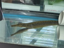 Ossa knifefish inches for sale  Kissimmee