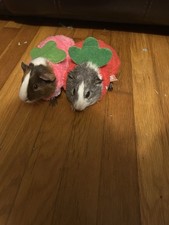Female male guinea for sale  Winston Salem