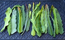 Epiphyllum orchid cactus for sale  Valley Center