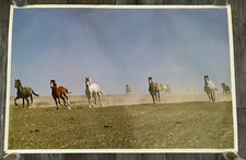 Wild horses running for sale  Albany