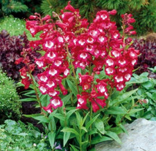 Penstemon perennial plant for sale  BARGOED