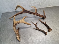 Hirschgeweih rehgeweih abwurfs gebraucht kaufen Hirschgeweih rehgeweih abwurfs gebraucht kaufen  Detmold