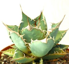 Agave titanota clone usato  Napoli