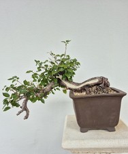 Bonsai prunus altezza usato Bonsai prunus altezza usato  Catanzaro