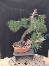 Bonsai pinus nigra usato  Montevarchi